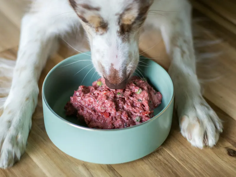 A dog eating raw food from a bowl