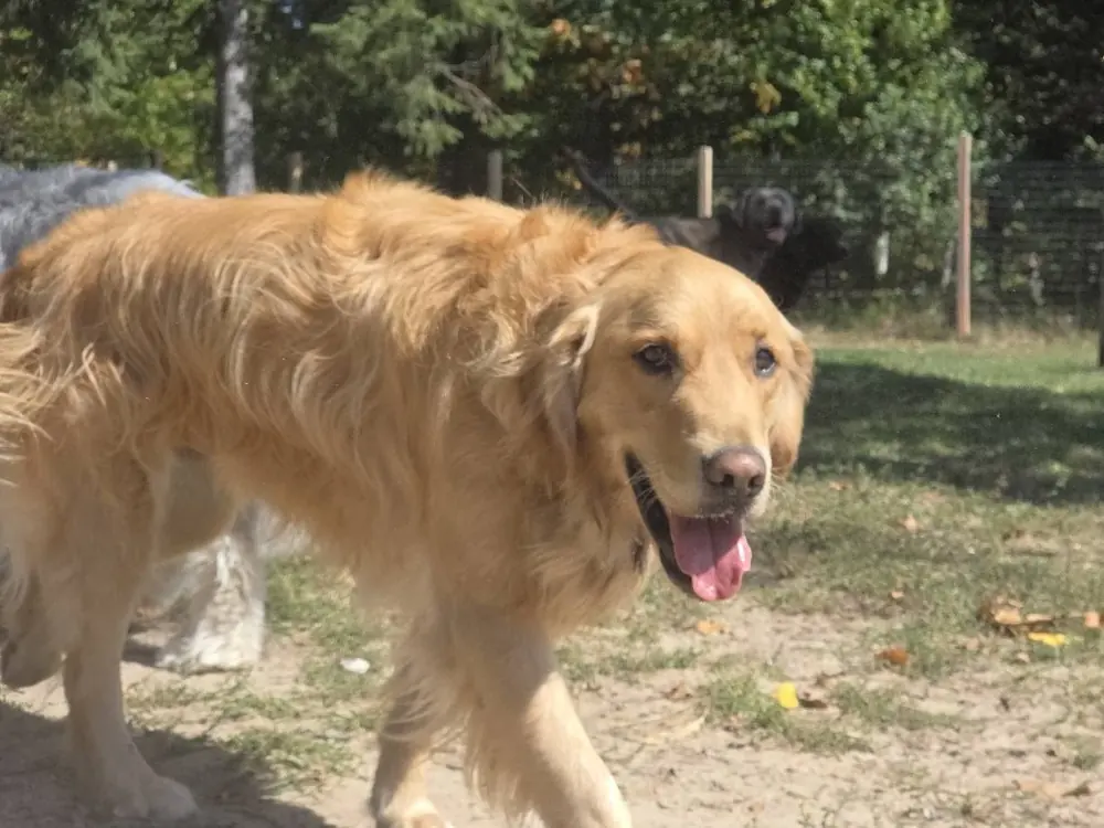 A happy golden retriever in the yard at Canine Proficiency Center